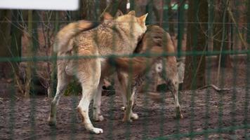 Zwei schöne Wölfe spielen hinter Gittern im Zoo. Wolf. Raubtiere. hochwertige 4k-Aufnahmen