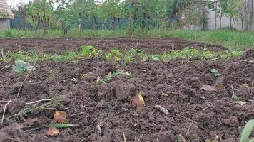 kyiv oblast, Oekraïne - oktober 02, 2022 teelt van bedden met een handleiding elektrisch cultivator video