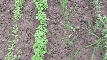 bando de legumes verdes frescos video