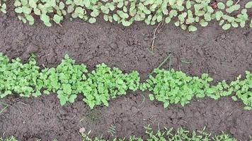 bando de legumes verdes frescos video