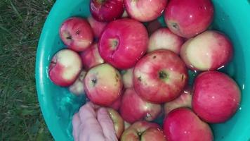 lavando maçãs em uma tigela de água video