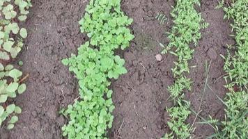 Bunch of fresh green vegetables video