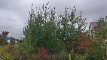 un' uragano vento colpi e scuote il alberi nel il villaggio video