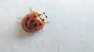 Ladybug crawls on a white door video