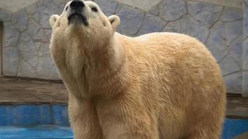de wit polair beer grappig leugens Aan buik in de dierentuin. een mooi dier. hoog kwaliteit 4k beeldmateriaal