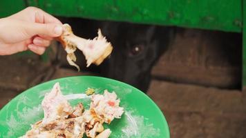 alimentado encerrado el perro a través del agujero. concepto de protección animal. trato duro a las mascotas. de cerca video