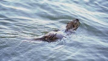 nutria drijvend in de meer door ganzen. langzaam beweging. dieren in het wild. video