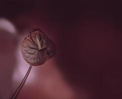 flower head on burgundy background photo