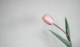 Tulip flower against grey background photo