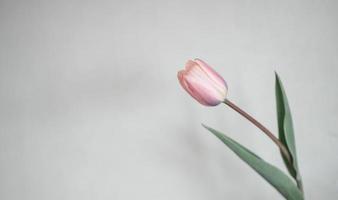 flor de tulipán contra un fondo gris foto