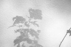 árbol natural abstracto deja sombra sobre fondo de pared blanca foto