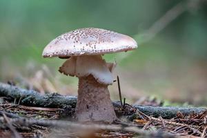 Detail shot of an older edible blusher mushroom, Amanita Rubescens, on the forest floor photo