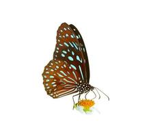 Butterfly on white background easy to use in projects. photo