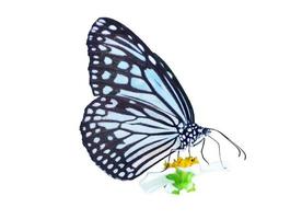 Butterfly on white background easy to use in projects. photo