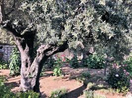 una vista del jardín de getsemaní en jerusalén foto