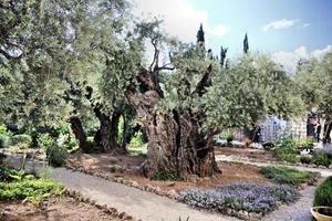 A view of the Garden of Gethsemane in Jerusalem photo