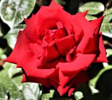 A close up of a Rose photo