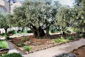 A view of the Garden of Gethsemane in Jerusalem photo