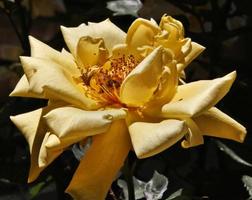 A close up of a Rose photo