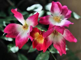 A close up of a Rose photo