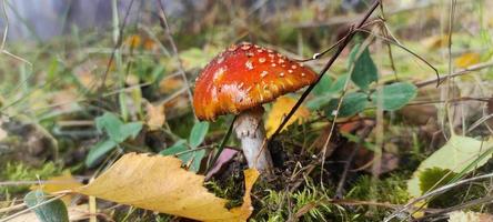 mushroom fly agaric in the forest , beautiful nature photo