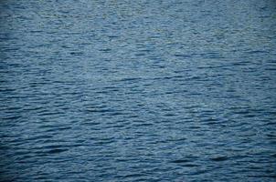 Seagull on the water. Blue background from the water photo