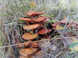 mushrooms in the grass, autumn forest nature photo