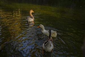 Birds and animals in wildlife concept. Amazing  duck swims in lake or river with blue water under  landscape. photo