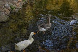 aves y animales en el concepto de vida silvestre. asombroso pato nada en un lago o río con agua azul bajo el paisaje. foto