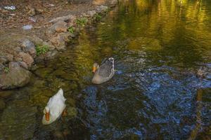 aves y animales en el concepto de vida silvestre. asombroso pato nada en un lago o río con agua azul bajo el paisaje. foto