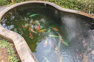 koi fish in the garden pond photo