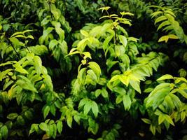 green leaf background beautiful pattern photo