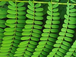 green leaf background beautiful pattern photo