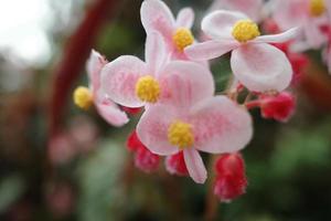 Blooming pink   flowers background. Bright  pink flowers as a floral background. photo