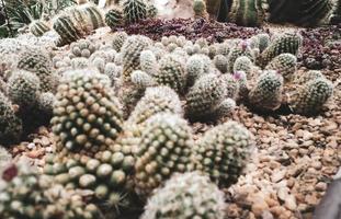 Cactus blooming in a small pot.Cactus collection hobby. photo