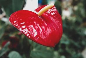 flor de flamenco rojo floreciente, fondo de flores de anthurium pigtail. flores de color rojo brillante como fondo floral. foto