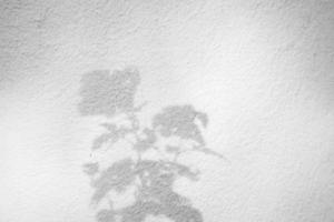 Abstract natural tree leaves shadow on white wall background photo