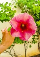 Red pink Purple Allamanda flowers plants in tropical nature Mexico. photo