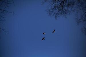 Crows fly in flocks against a blue sky. Flight of birds. Mystical sensation from the sight of ravens. photo