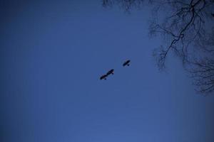 Crows fly in flocks against a blue sky. Flight of birds. Mystical sensation from the sight of ravens. photo
