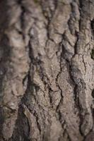 macro de corteza de árbol. tiro de madera en detalle. fondo natural. foto