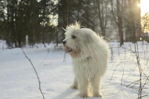 Dog in winter. Walking with pet in park in snow. Animal walks in forest. photo