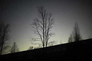 Shadows of trees against sky. Silhouettes of trees. photo