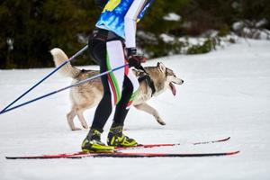 Skijoring dog sport racing photo