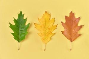 Three oak leaves green, yellow, red leaves on yellow background, seasons change concept photo