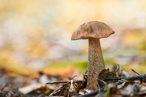 hongo leccinum versipelle en el bosque de otoño. bolete de abedul naranja. comida saludable comestible. foto