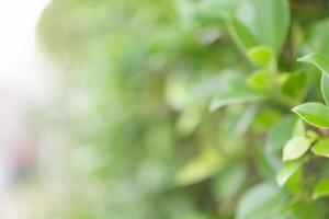 Blur plant green leaf in garden with bokeh background photo