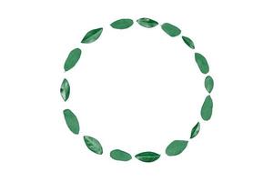 Mint green leaves as circle frame isolated on white background, empty copy space for design text photo