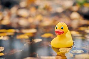 juguete de pato de otoño en charco con hojas foto