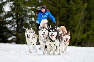 Husky sled dog racing photo